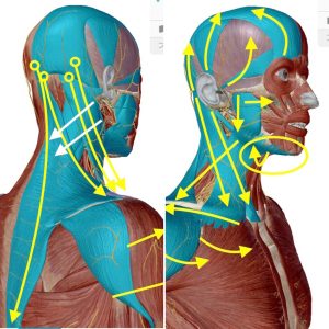 不眠症や偏頭痛を解消するヘッドマッサージのコツと効果アップのポイント