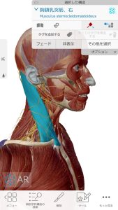 不眠症や偏頭痛の解消の為の施術ポイント２胸鎖乳突筋