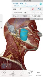 不眠症や偏頭痛の解消の為の施術ポイント4咬筋