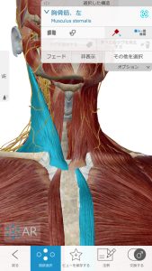 不眠症や偏頭痛の解消の為の施術ポイント５首から胸骨