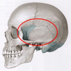 不眠症や偏頭痛の解消の為の施術ポイント1側頭骨