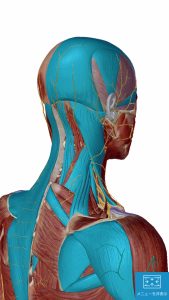 薬を使わない不眠症治療でマッサージする場所2