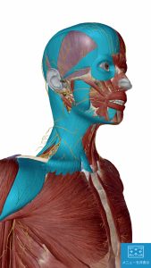 薬を使わない不眠症治療でマッサージする場所3