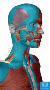 薬を使わない不眠症治療でマッサージする場所4