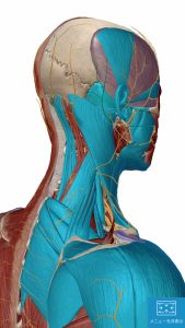 薬を使わない不眠症治療でマッサージする場所5