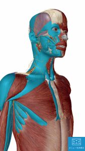 薬を使わない不眠症治療でマッサージする場所6