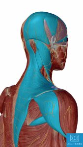 薬を使わない不眠症治療でマッサージする場所1